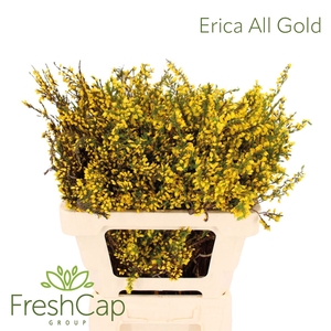 Erica All Gold