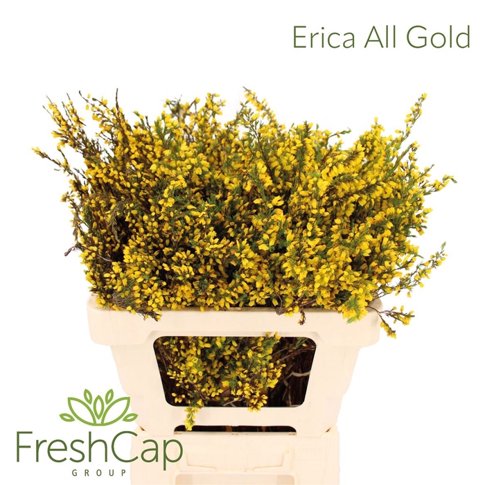<h4>Erica All Gold</h4>