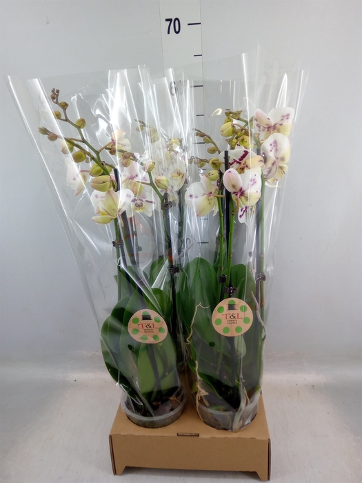 <h4>Phalaenopsis   ...</h4>