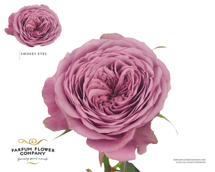 <h4>Rosa GR 'Smokey Eyes'</h4>