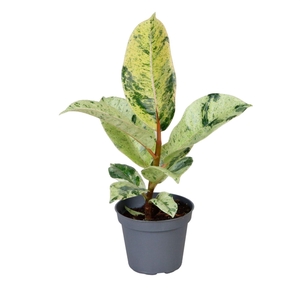 Ficus elastica