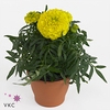 TAGETES ERECTA-HYBRID P12