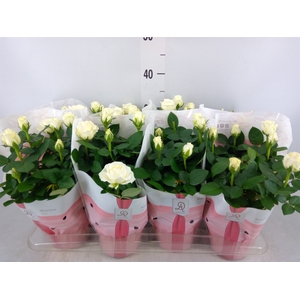 Rosa  'Amorosa Infinity White'