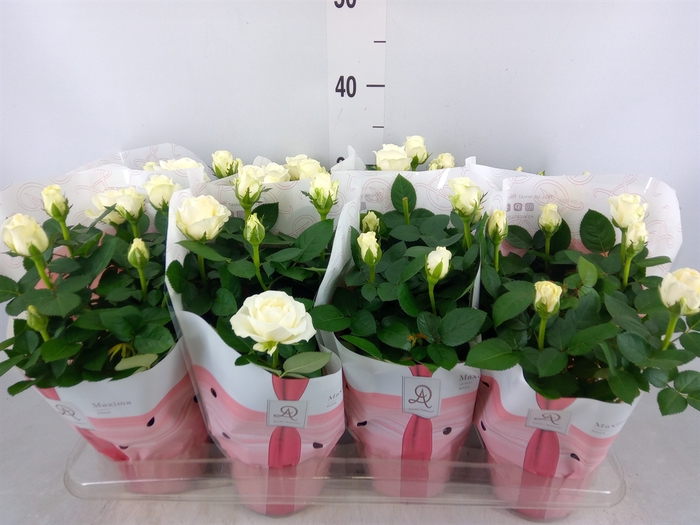 <h4>Rosa  'Amorosa Infinity White'</h4>