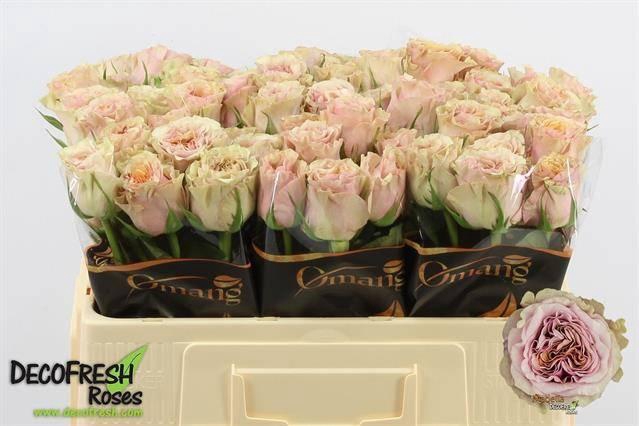 <h4>R Gr Mabella</h4>