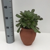 Aeonium valour 12 cm