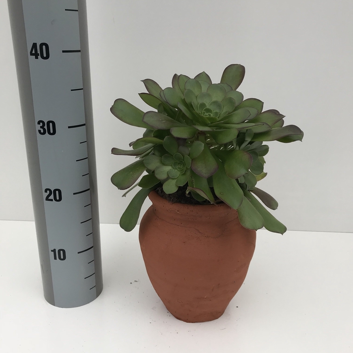 Aeonium valour 12 cm