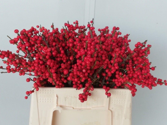 <h4>ILEX VE RODE BES</h4>