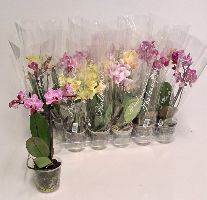 <h4>PHAL GEM 4 KL</h4>