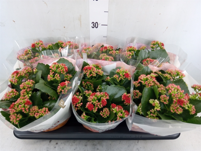 <h4>Kalanchoe blos. 'RosDon Justino'</h4>