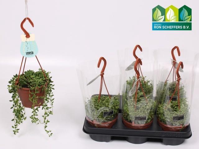 <h4>SENEC HERREIANUS</h4>