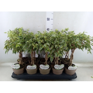 Ficus benja. 'Nina'