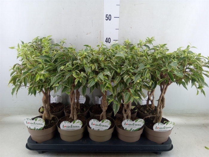 <h4>Ficus benja. 'Nina'</h4>