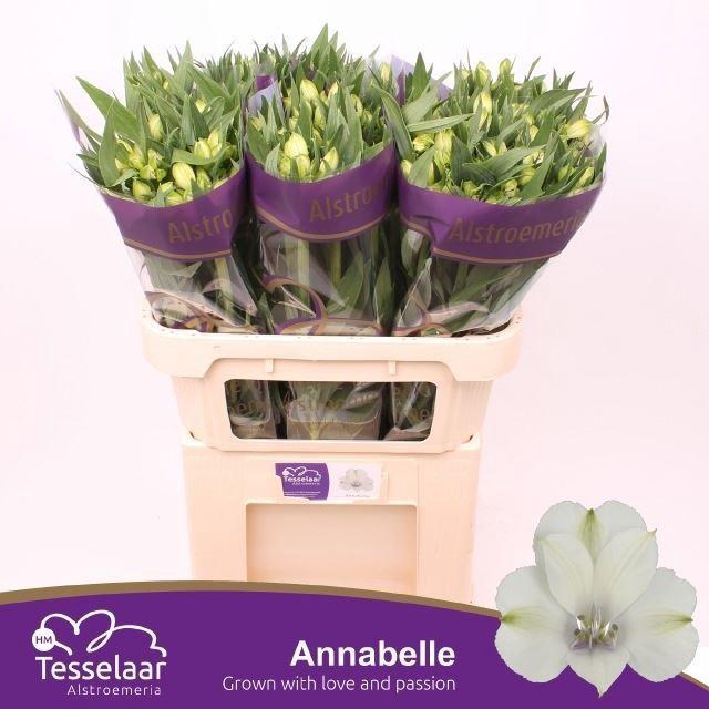 <h4>ALSTR ANNABELLE 65 GR.</h4>