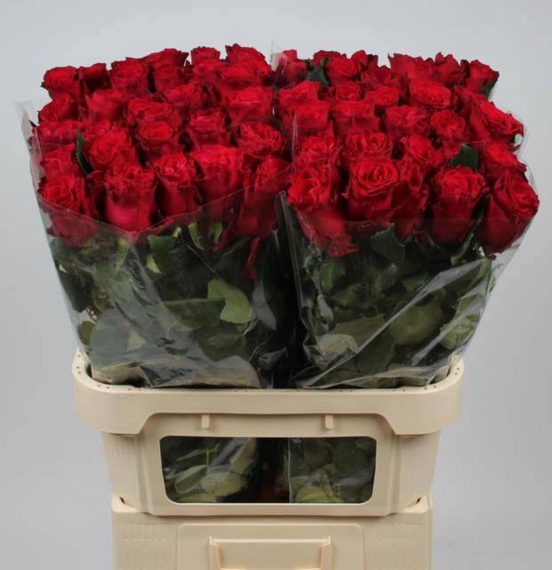 <h4>R GR RHODOS</h4>