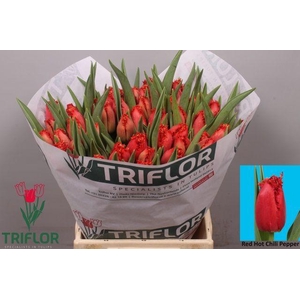 TU FR RE H CHILI PEP