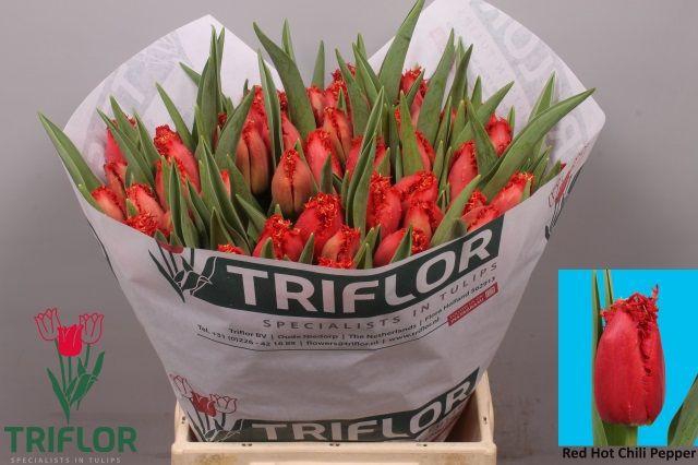 <h4>TU FR RE H CHILI PEP</h4>