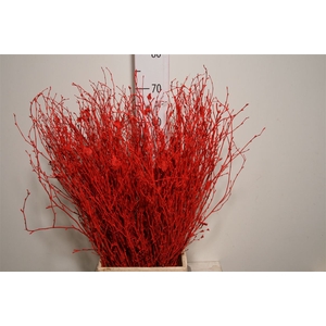 Berk 70cm Rood Pbs