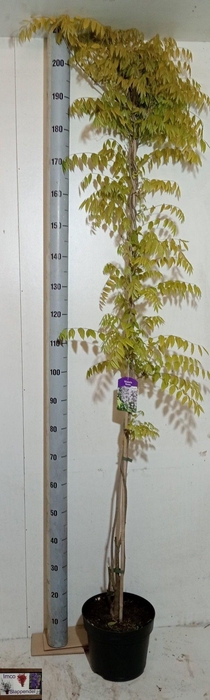 <h4>WIST FL HONBENI</h4>