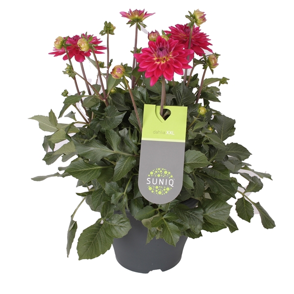 <h4>Dahlia Suniq XXL Cherise roze</h4>