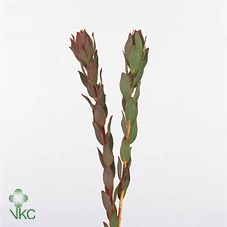 Leucadendron procerum
