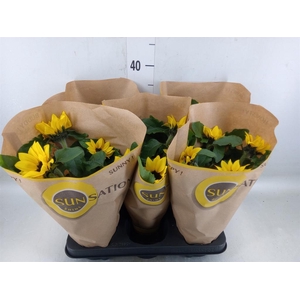 Helianthus an. 'Sunsation'