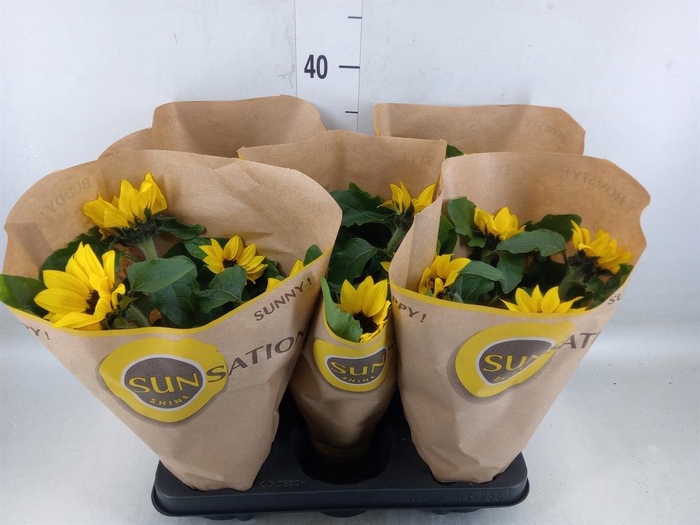 <h4>Helianthus an. 'Sunsation'</h4>