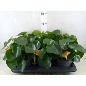 Peperomia polybotrya 'Raindrop'