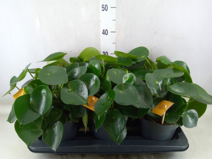 <h4>Peperomia polybotrya 'Raindrop'</h4>
