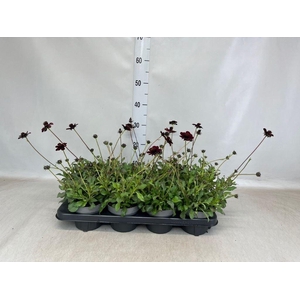 Cosmos atrosang.