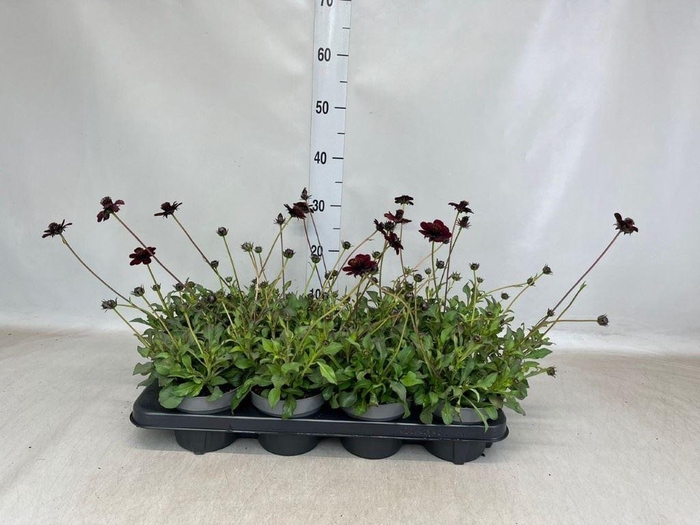 <h4>Cosmos atrosang.</h4>