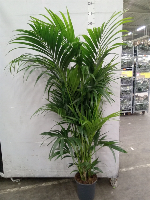 <h4>Howea forsteriana</h4>