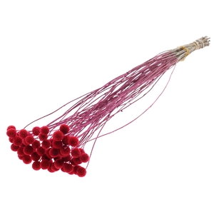 Craspedia Dried Cerise