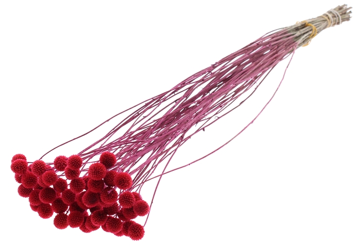 <h4>Craspedia Dried Cerise</h4>