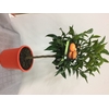 Citrus hystrix