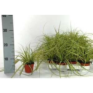 Carex 'Evergold' p8