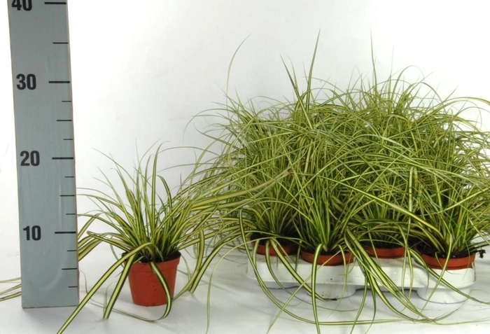 <h4>Carex 'Evergold' p8</h4>