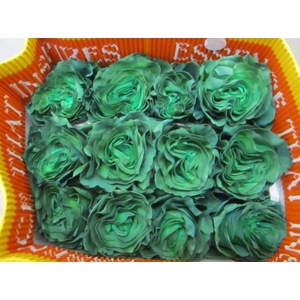 R Gr Groen Equador