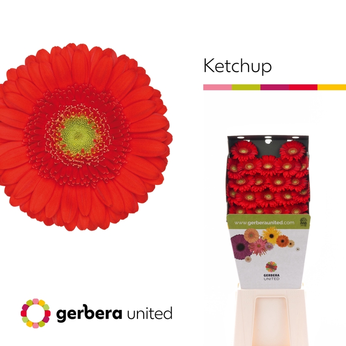 <h4>Germini Ketchup Diamond</h4>