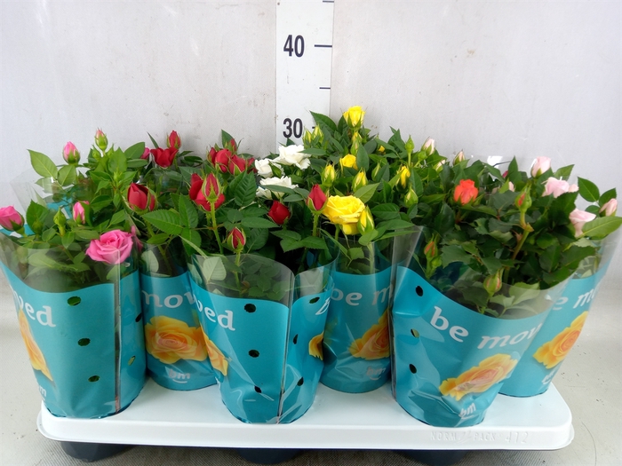 <h4>Rosa  'Beau Monde'   ...mix</h4>