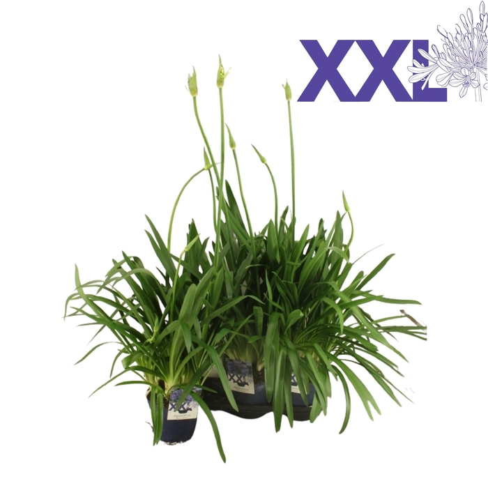 <h4>Agapanthus blauw grootbl. doorbl. knoppen boven gewas</h4>