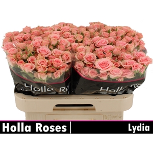 R TR LYDIA