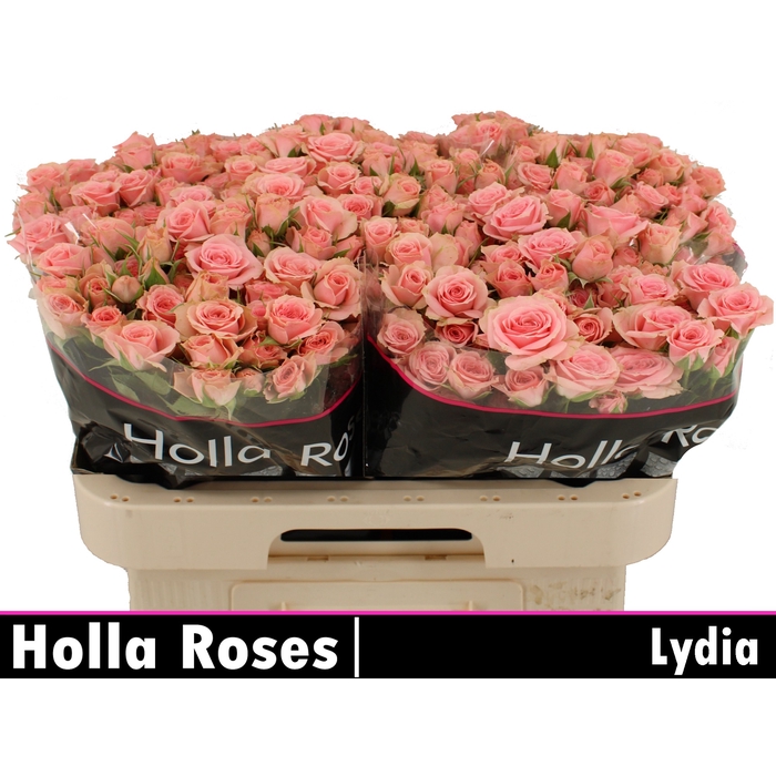 <h4>Lydia</h4>