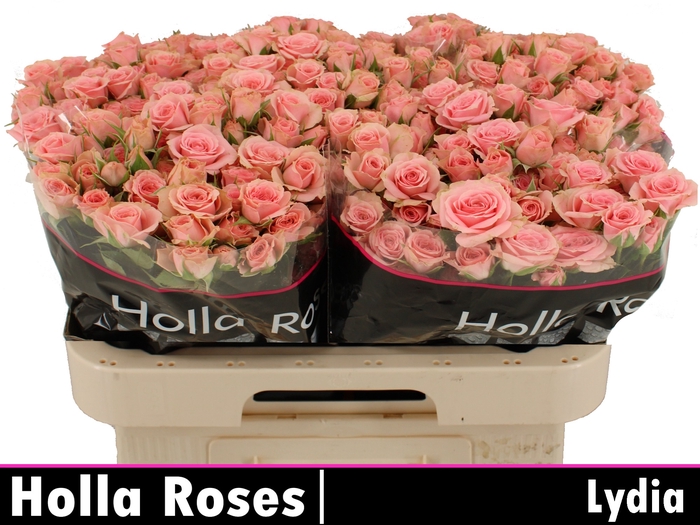 Lydia