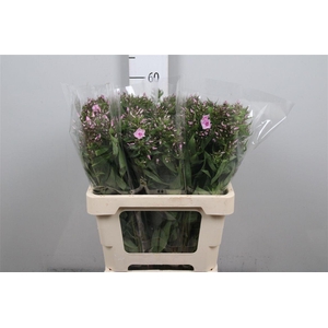 Phlox P Sweet Lexy