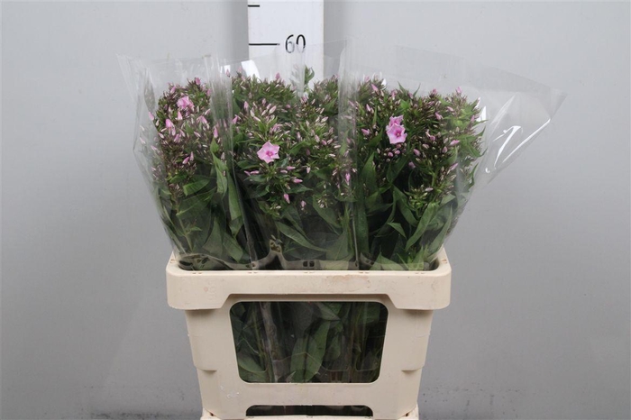 Phlox P Sweet Lexy