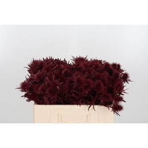 Eryn Supernova Kl Bh Bordeaux