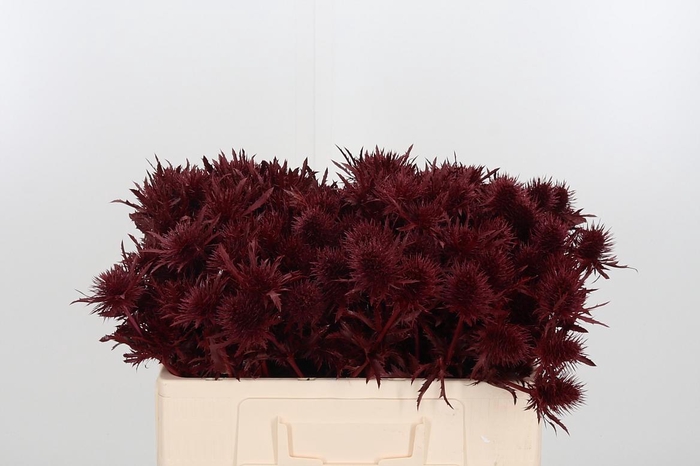 <h4>Eryn Supernova Kl Bh Bordeaux</h4>