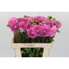 Dahlia Sweet Fabienne