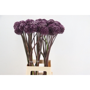 ALLIUM SUMMER DRUMME